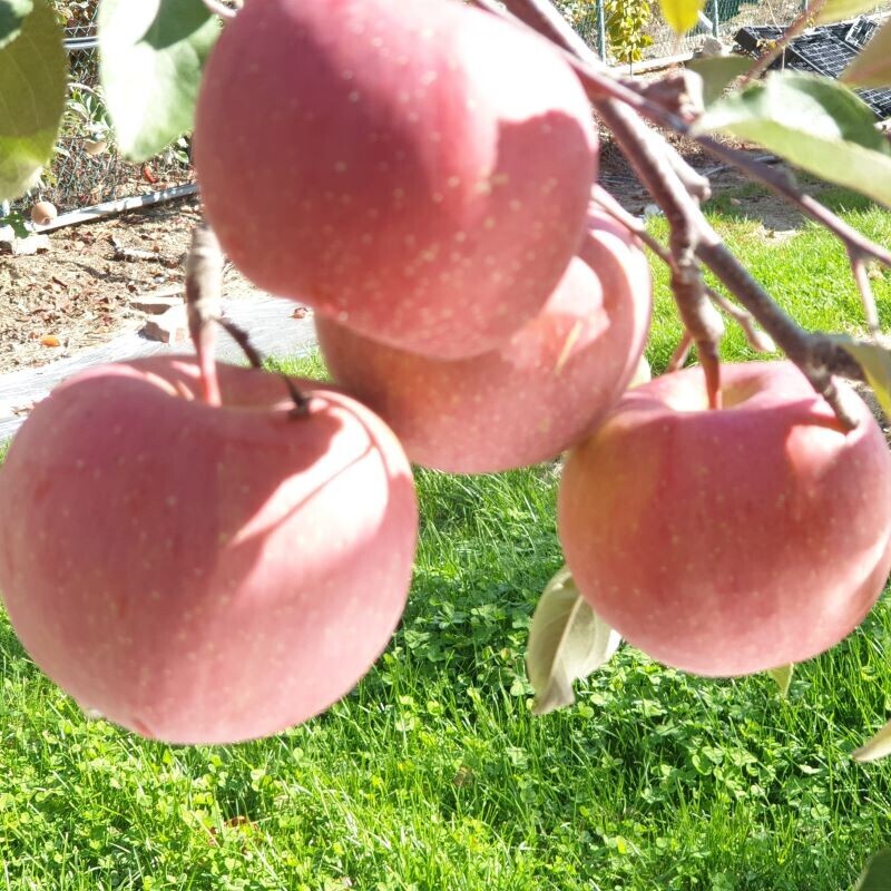 백령사과농원,가정용흠과/사과10키로/부사/40과내외